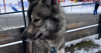 lievre pet sitter à LYON 06 69006