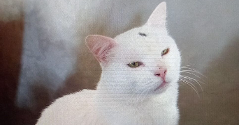 erin pet sitter à ANNECY 74940_3