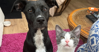 pauline pet sitter à MONTBERT 44140_4