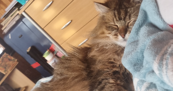 sandrine pet sitter à ONNAING 59264_1