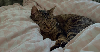 jeanne pet sitter à ST MANDE 94160_2