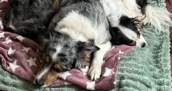 elisa pet sitter à MARSEILLE 04 13004_1