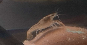 clémence pet sitter à LA MENITRE 49250_2