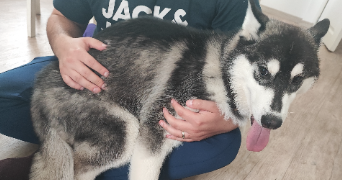 lissandra pet sitter à Tucquegnieux 54640_0