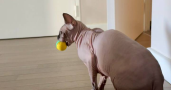 iuliia pet sitter à COLOMBES 92700_7