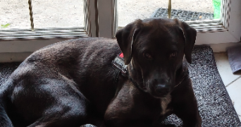 celine pet sitter à MARCHEMORET 77230_3