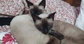 juba pet sitter à LA GARENNE COLOMBES 92250_3