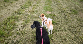 cindy pet sitter à RABASTENS 81800_1