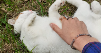 louise pet sitter à ST BRANCHS 37320_4