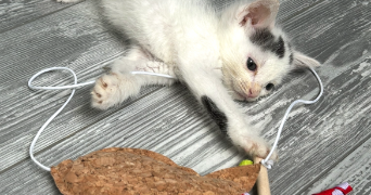 sohlene pet sitter à TRIEUX 54750_1