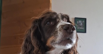 chabaneix pet sitter à LANNION 22300_2