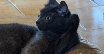 julia pet sitter à SUCY EN BRIE 94370_0