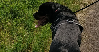 jemmy pet sitter à CREUTZWALD 57150_0