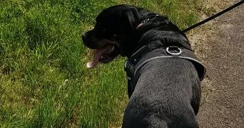 jemmy pet sitter à CREUTZWALD 57150