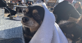 océane pet sitter à ST MANDRIER SUR MER 83430_4