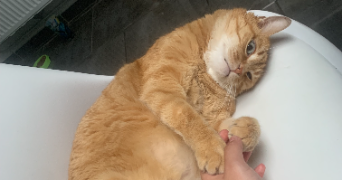louise pet sitter à REIMS 51100_2