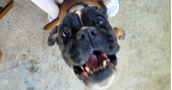 lila pet sitter à THORIGNY SUR MARNE 77400_0