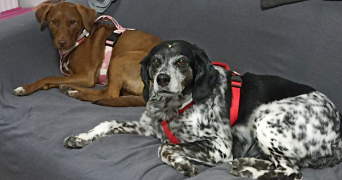 roccadoro pet sitter à FRESNES 94260_2