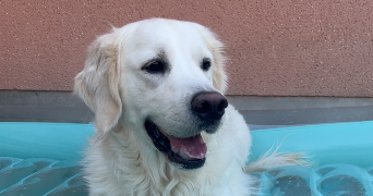 aurelie pet sitter à LOISON SOUS LENS 62218_1