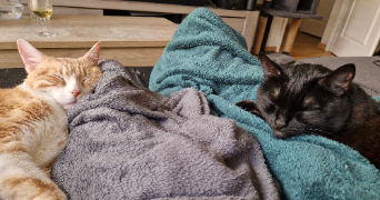 lilouanne pet sitter à ST HERBLAIN 44800_3