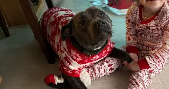 yann pet sitter à MEZIDON VALLEE D AUGE 14270