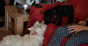 alain pet sitter à PIETROSELLA 20166_2