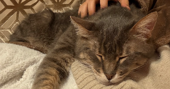 siham pet sitter à ANGERS 49100_1