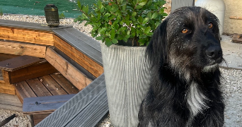 manon pet sitter à ST ANDRE DE CORCY 01390_0