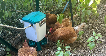 amandine pet sitter à AURIOL 13390_4