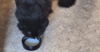 léonie pet sitter à SENLIS 60300_2