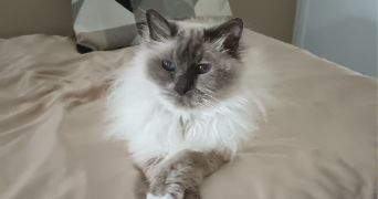 ana paula cat sitter à BEZONS 95870_7