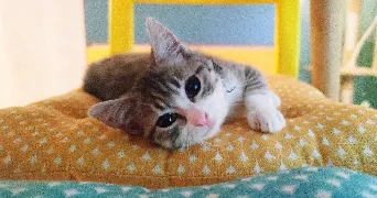 emilie pet sitter à ORCHIES 59310