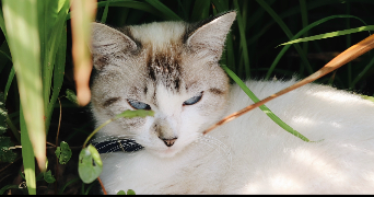 mathilde pet sitter à LE FOLGOET 29260_4