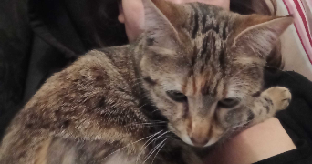 marie cat sitter à AVIGNON 84000_1