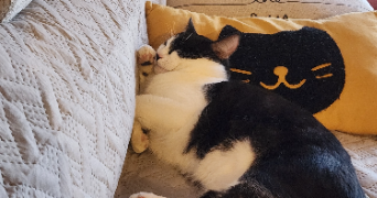 alice pet sitter à ST AUBIN DES COUDRAIS 72400_3