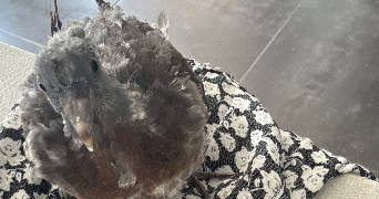 sarah pet sitter à BEAUMONT DE LOMAGNE 82500_2