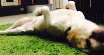 jo pet sitter à Bordeaux 33800_2