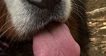 nadege pet sitter à BOUCAU 64340_0