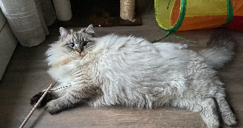 laura pet sitter à Fâches-Thumesnil 59155_1