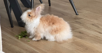 nadege pet sitter à La chapelle des fougeretz 35520_9