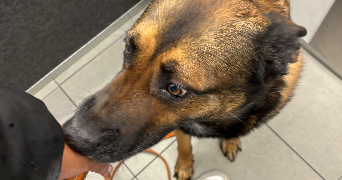 ruben pet sitter à CERGY 95000_2