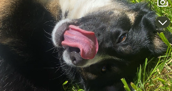 chouffot pet sitter à BROGNARD 25600_2