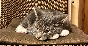 léa pet sitter à LE HAVRE 76620_0