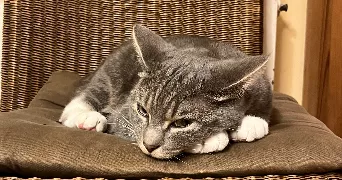 léa pet sitter à LE HAVRE 76620