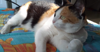 héléna cat sitter à ST MAUR DES FOSSES 94100_2