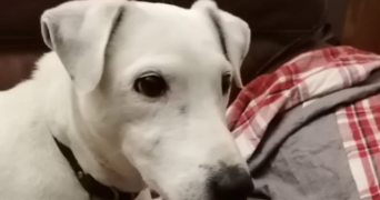 maryline pet sitter à PARMILIEU 38390_0