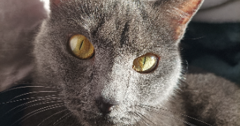 marie cat sitter à GRASSE 06130_2