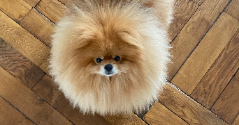 capucine pet sitter à nancy 54000_2