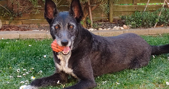 claire pet sitter à LAUTERBOURG 67630_3