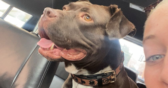 elena pet sitter à BRIATEXTE 81390_1